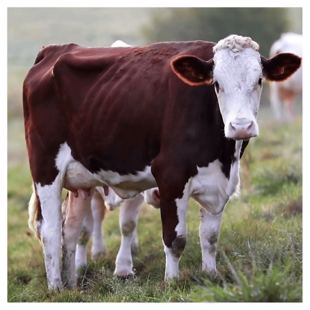 realisation-project-promocash